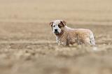 BOUVIER AUSTRALIEN 239